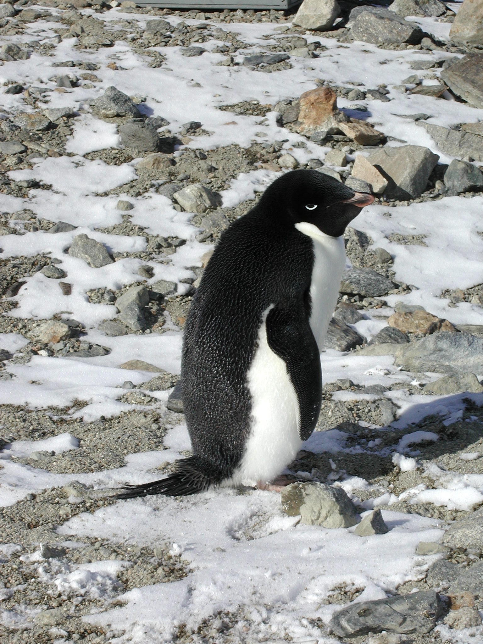 Adelie penguin near camp